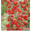 Hybrid Cherry tomato seeds for growing-Super Banto